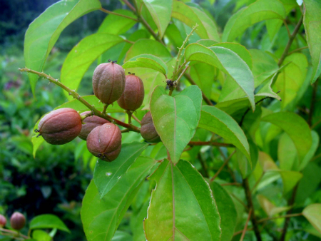 Ba đậu 1