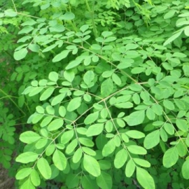 Moringa oleifera Lam