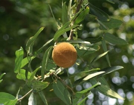 Chùm bao lớn