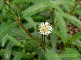 Cỏ nhọ nồi