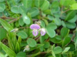 Cỏ hàn the