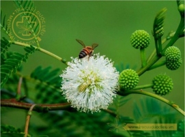 Keo dậu