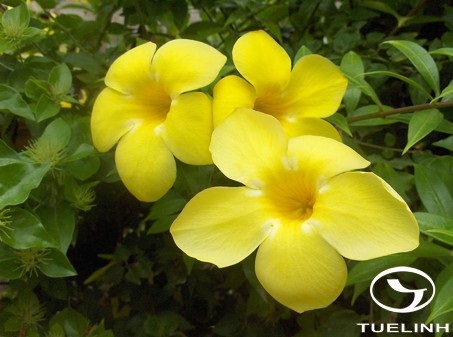 Allamanda cathartica L. 1