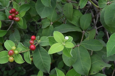 Ba gạc bốn lá 1