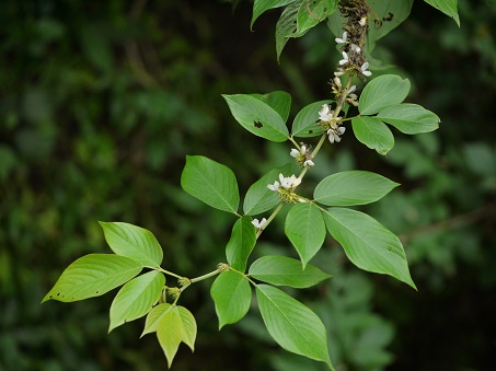 Ba chẽ