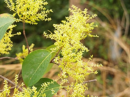 Cây Chiêu Liêu Nghệ - Terminalia Nigrovenulosa