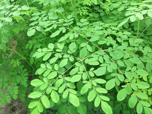 Moringa oleifera Lam 1