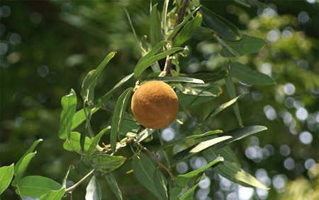 Chùm bao lớn 1