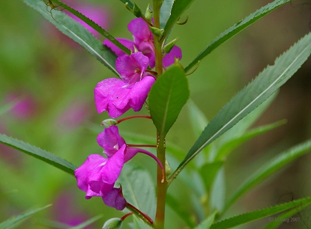 Hoa bóng nước