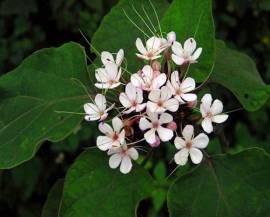 Cây mò hoa trắng – bạch đồng nữ điều trị bạch đới, khí hư